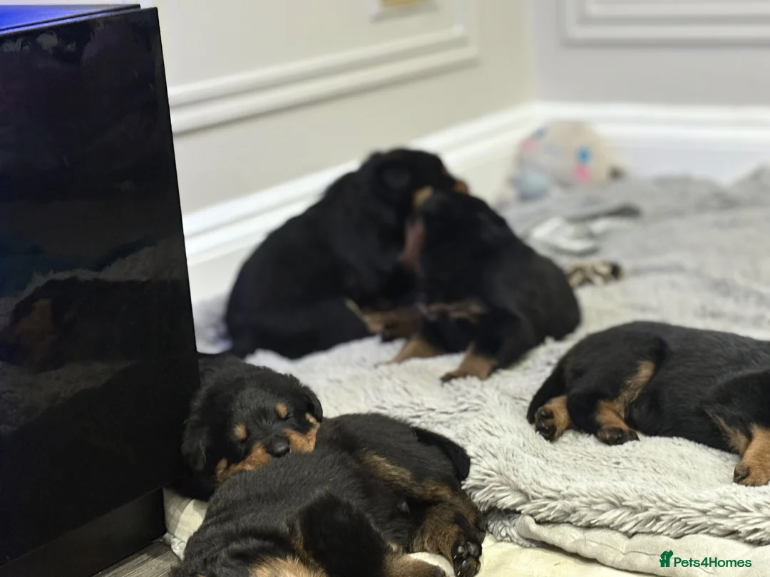 Rottweiler dogs for sale: Chunky Rottweilers  - Advert 13
