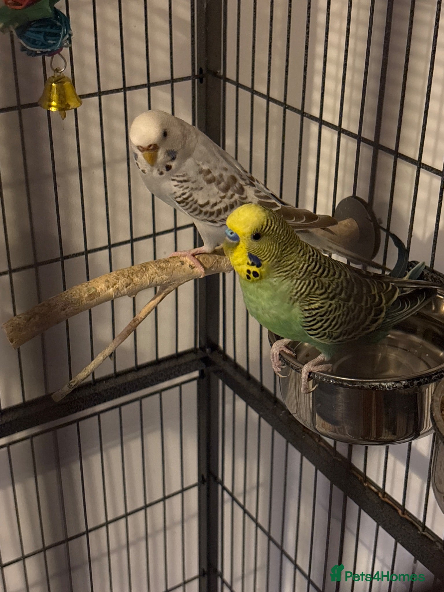 Budgerigars birds Mango and Iris - Advert 1
