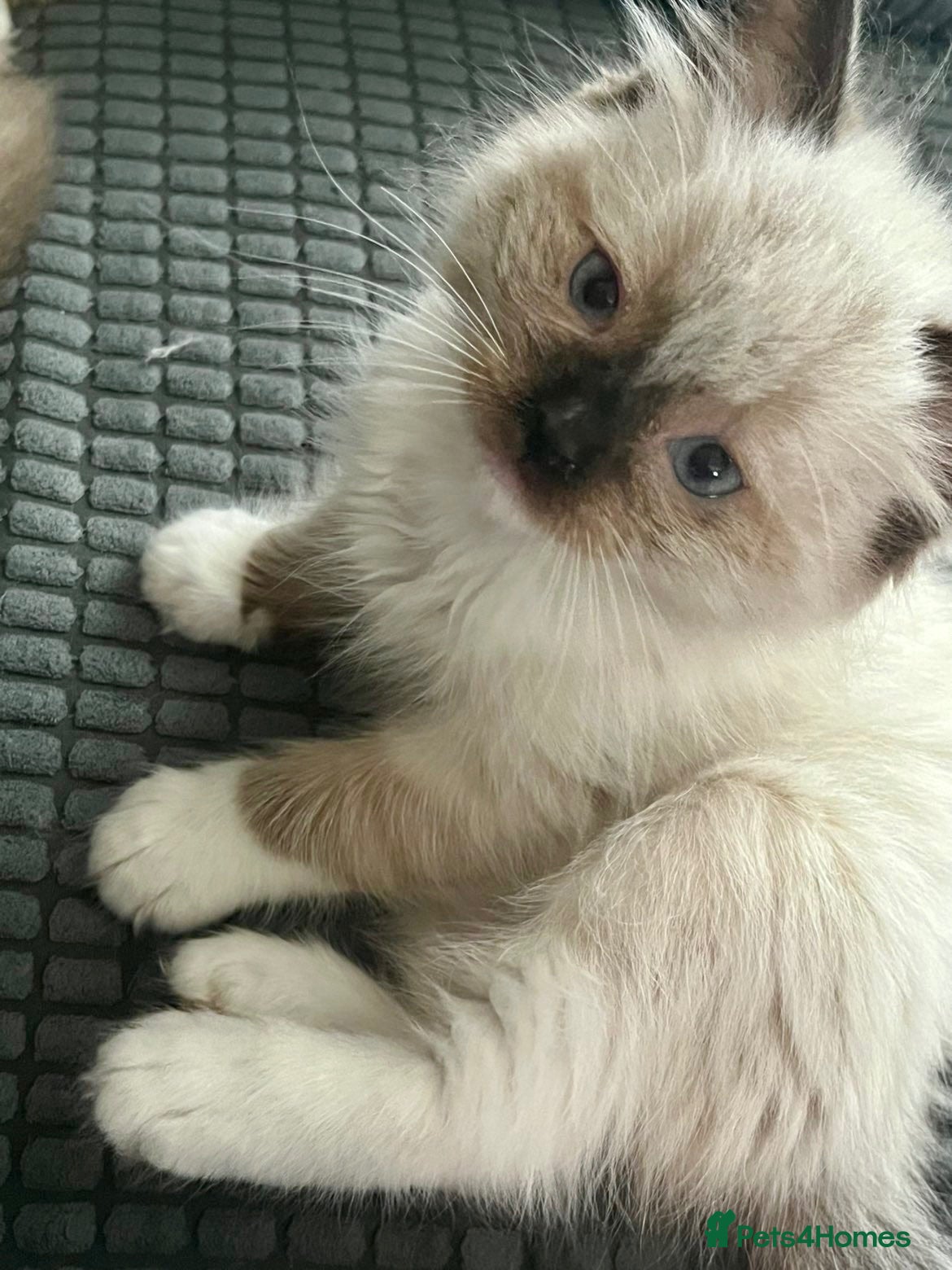 Ragdoll cats 4 full pedigree ragdoll kittens  - Advert 3
