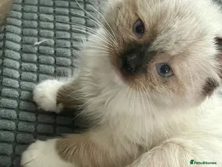 Ragdoll cats 4 full pedigree ragdoll kittens - Advert 3