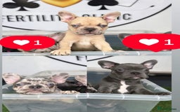 French Bulldog dogs for sale: Merle Frenchies - Image 1