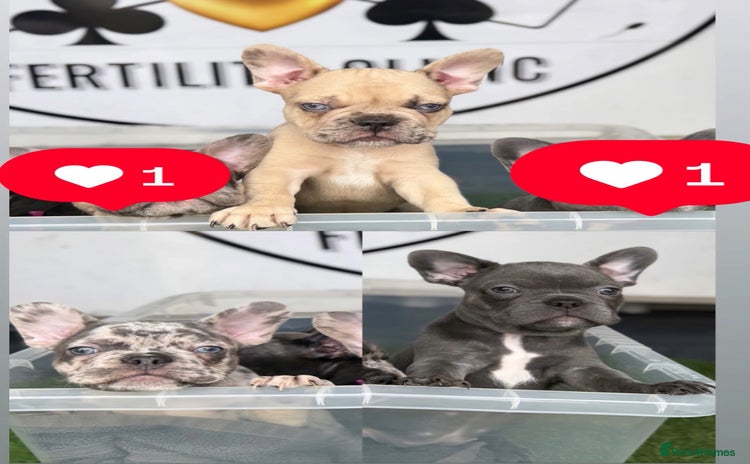 French Bulldog dogs - Advert 2