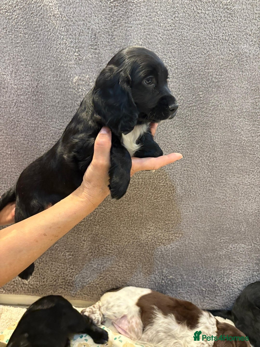 Cocker Spaniel dogs for sale: Pedigree show kc parents DNA health tested    - Advert 25