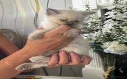 Ragdoll cats for sale: 7 Beautiful Pure Ragdolls for sale - Image 1