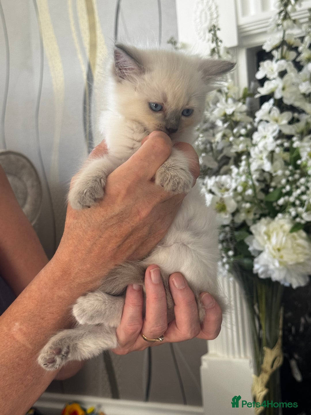 Ragdoll cats for sale: 7 Beautiful Pure Ragdolls for sale - Image 1