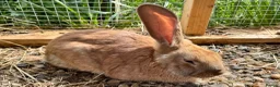 Continental Giant rabbits for sale: Giant conti with giant french lop - Advert 13