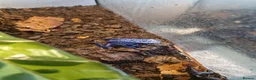 Frog reptiles for sale: AZUREUS DART FROGS - Advert 5