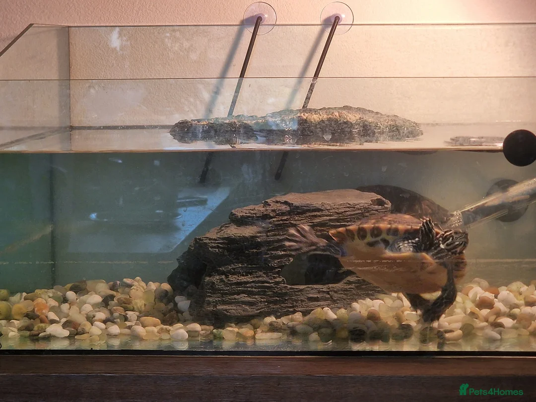 Turtle reptiles for sale: Two very happy turtle in Oxford - Advert 2