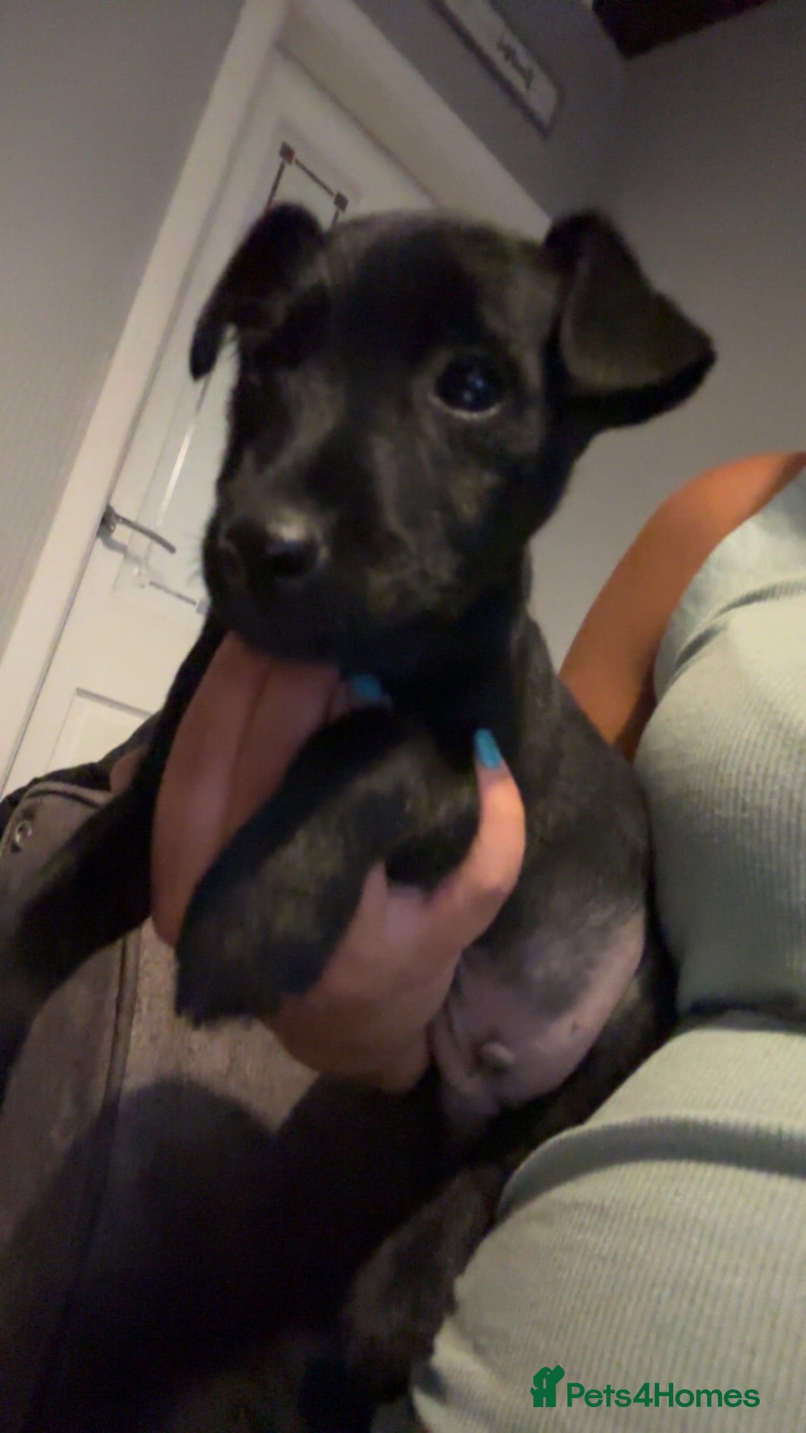 Patterdale Terrier dogs for sale: PURE Patterdale Terrier  - Advert 2