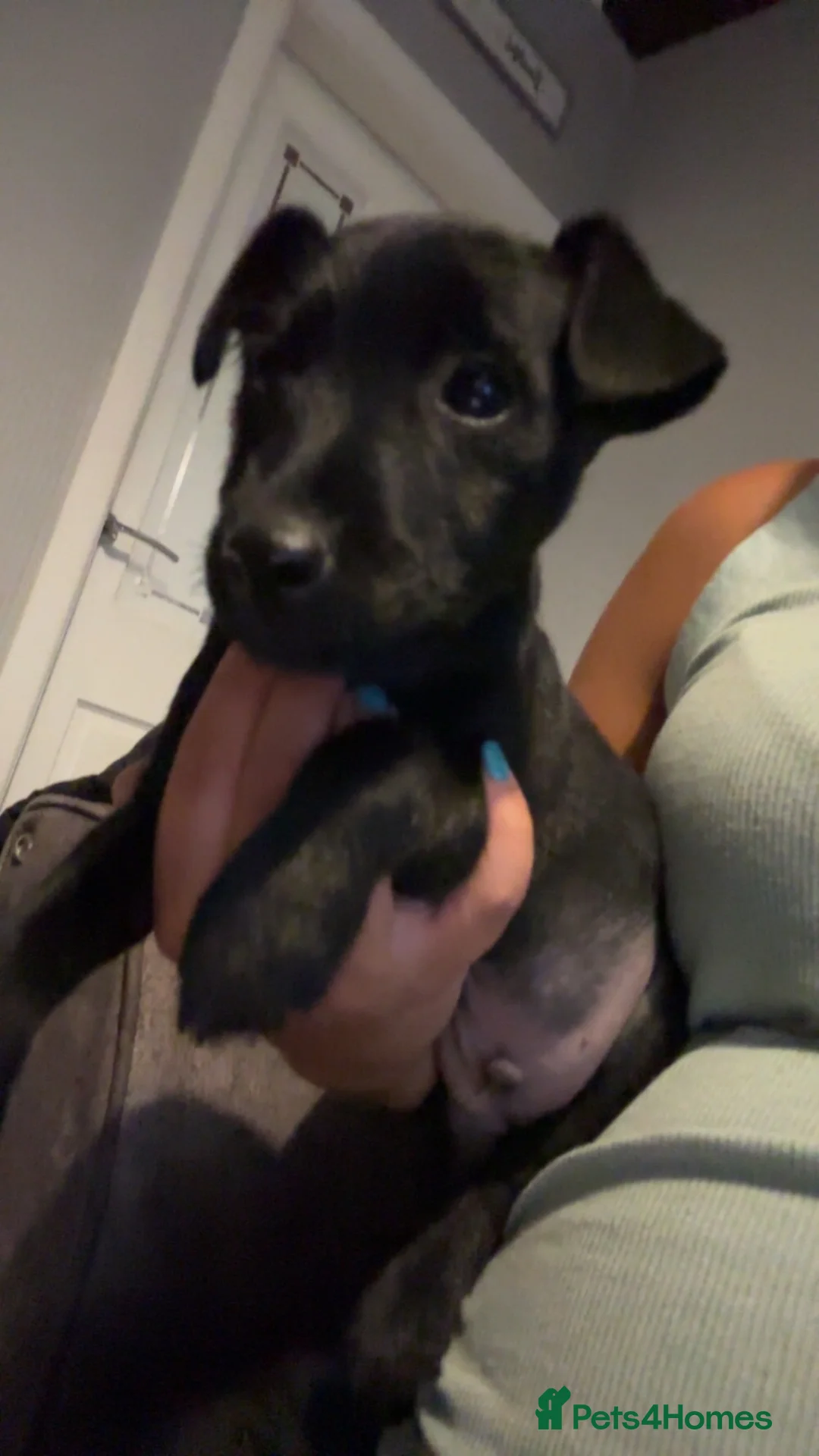 Patterdale Terrier dogs for sale: PURE Patterdale Terrier  - Advert 1