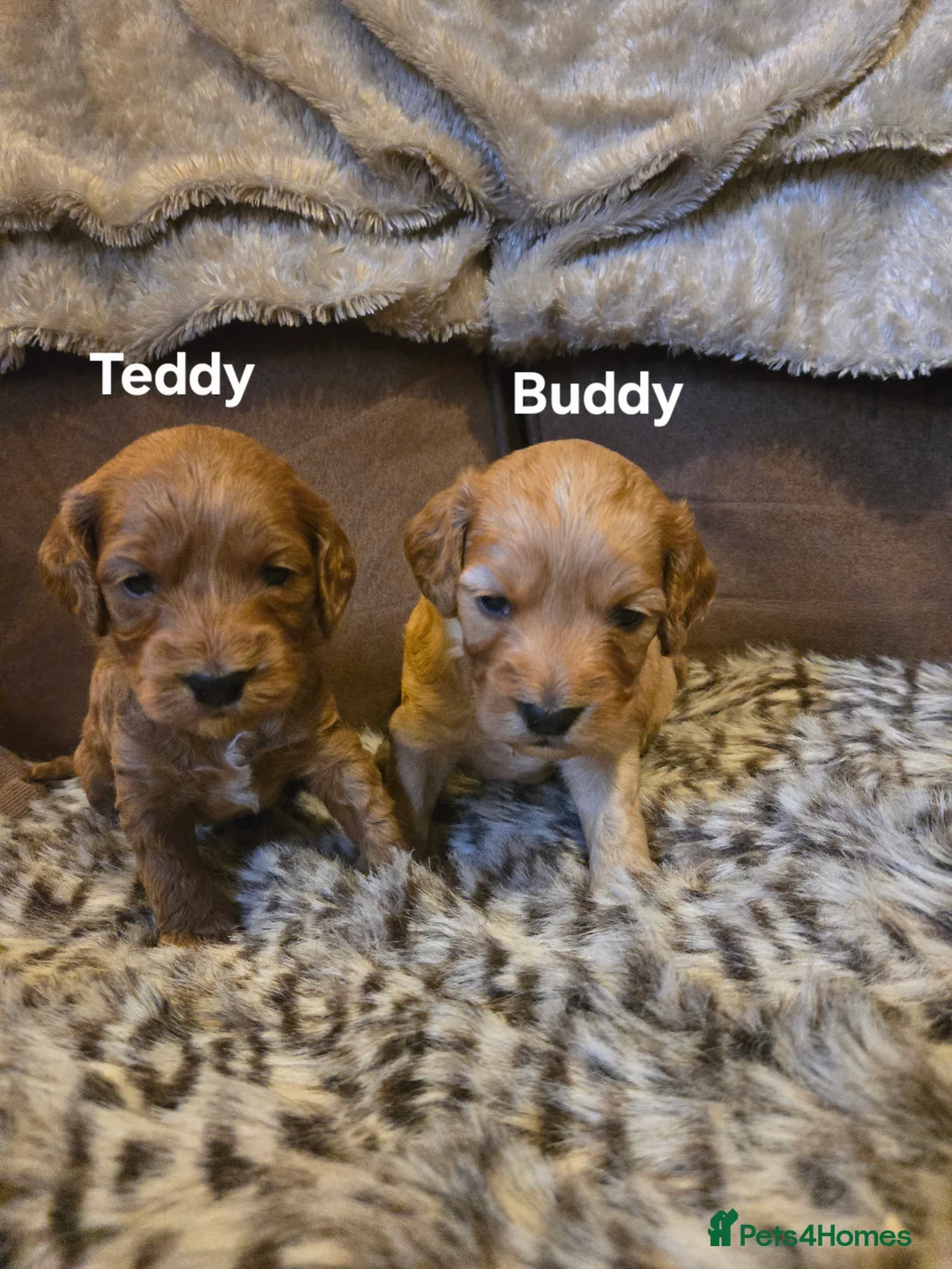 Cockapoo dogs for sale: Gorgeous show toy cockapoo puppies - Advert 5