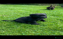 Borador dogs for sale: Lab x collie puppies  - Image 20