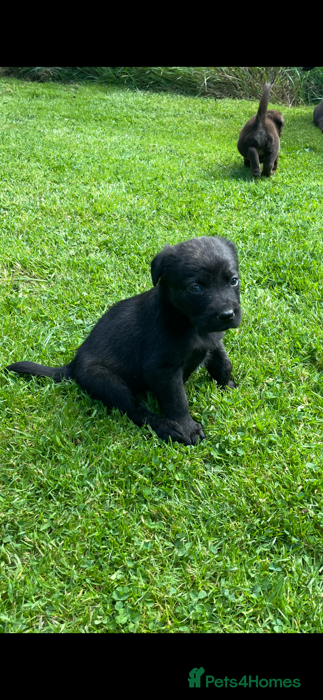 Borador dogs for sale: Lab x collie puppies  - Image 20