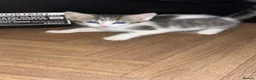 Mixed Breed cats for sale: 4 beautiful kittens  - Advert 10