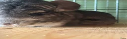 Chinchilla rodents for sale: BEAUTIFUL BABY GIRL - Advert 5