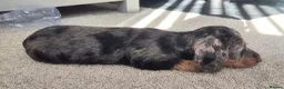Dachshund dogs for sale: KC Wirehaired standard Dachshund puppies - Advert 16