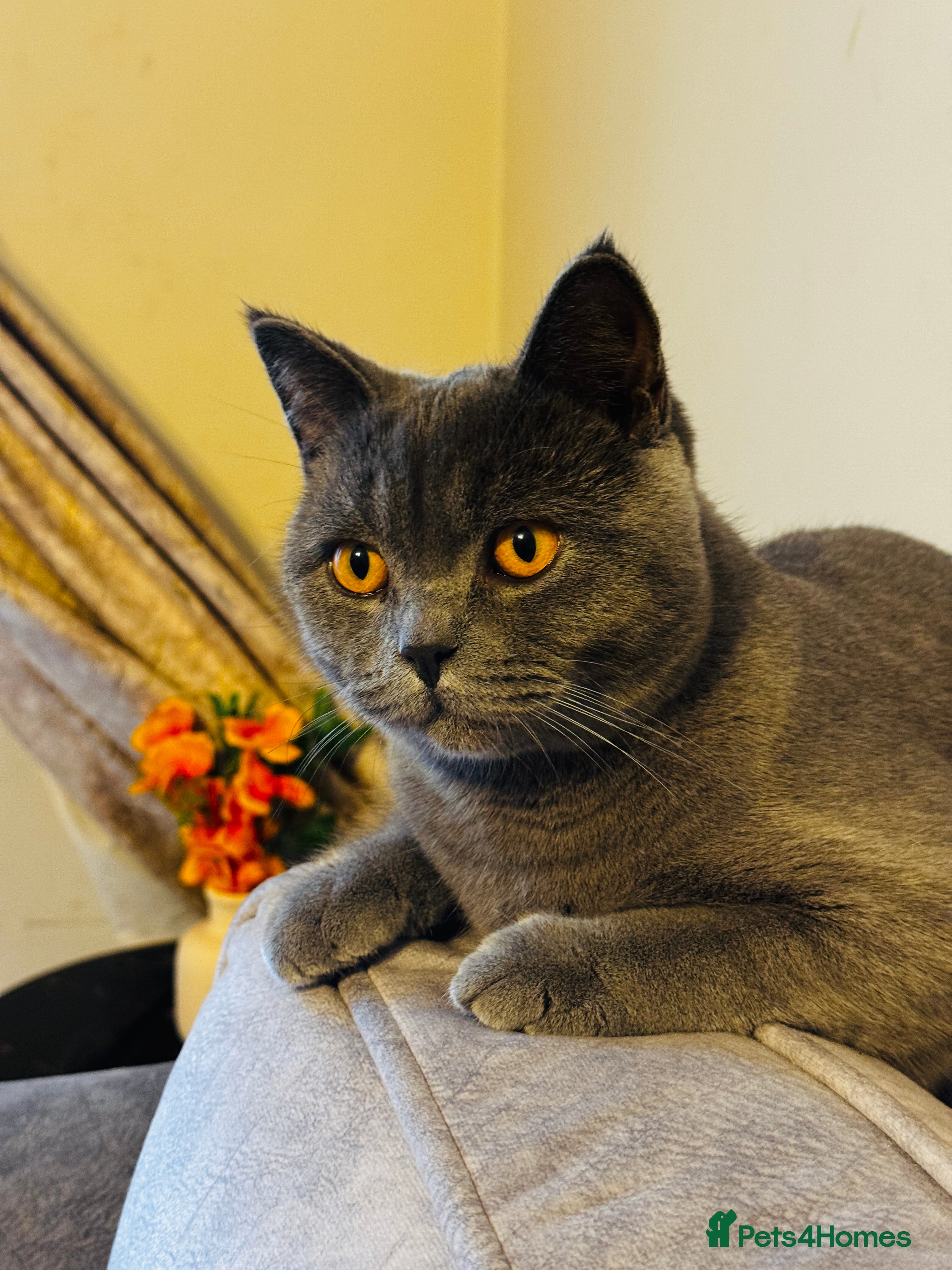 British Shorthair cats Lovely British Shorthair Boy – Very Affectionate - Advert 10