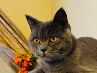 British Shorthair cats Lovely British Shorthair Boy – Very Affectionate - Advert 1