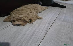 Cockapoo dogs for sale: F1b cockapoos ONLY 1 boy left READY NOW - Image 18