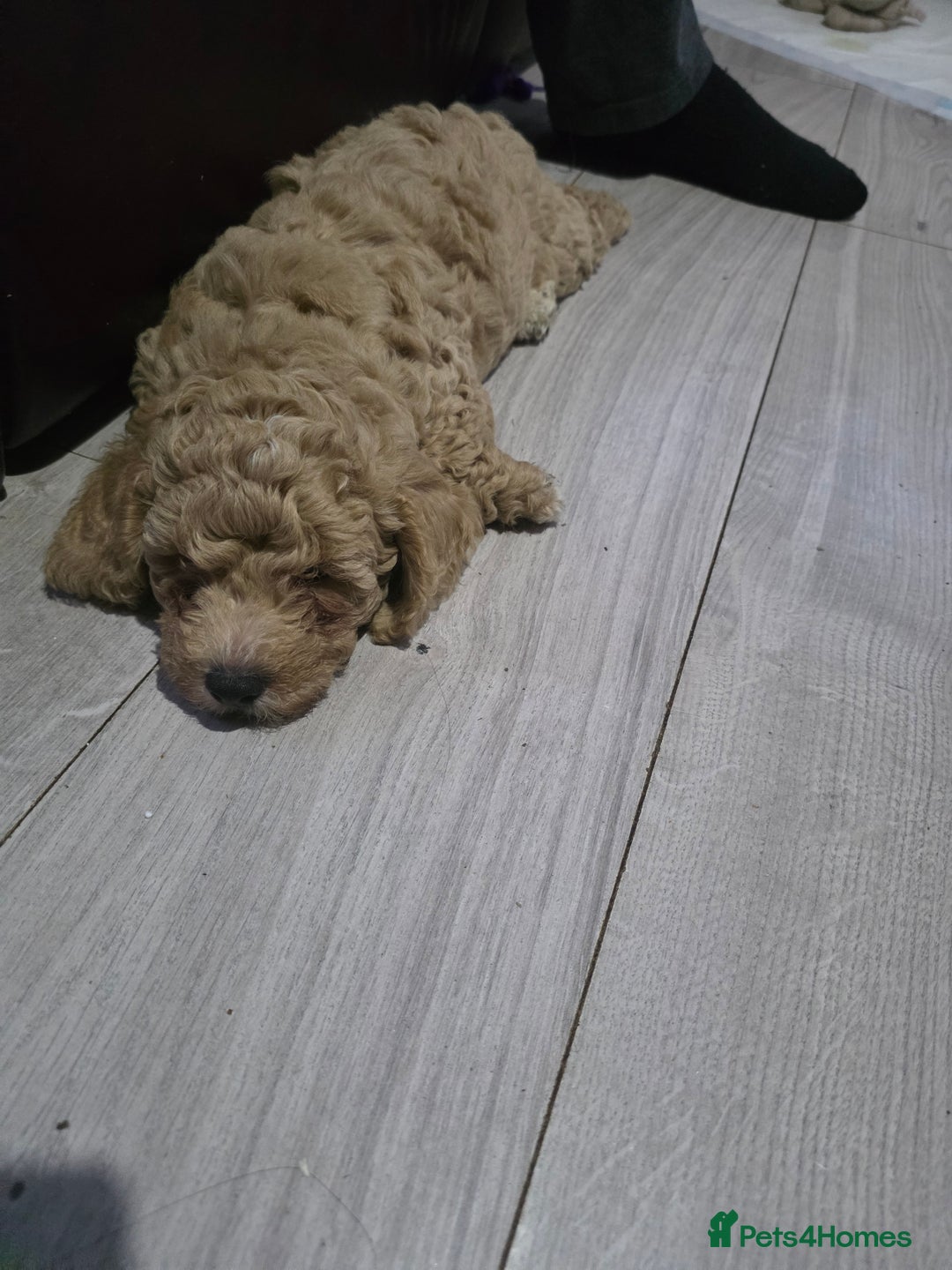 Cockapoo dogs for sale: F1b cockapoos ONLY 1 boy left READY NOW - Image 18
