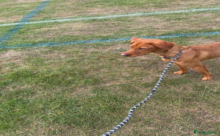 Labrador Retriever dogs - Advert 5