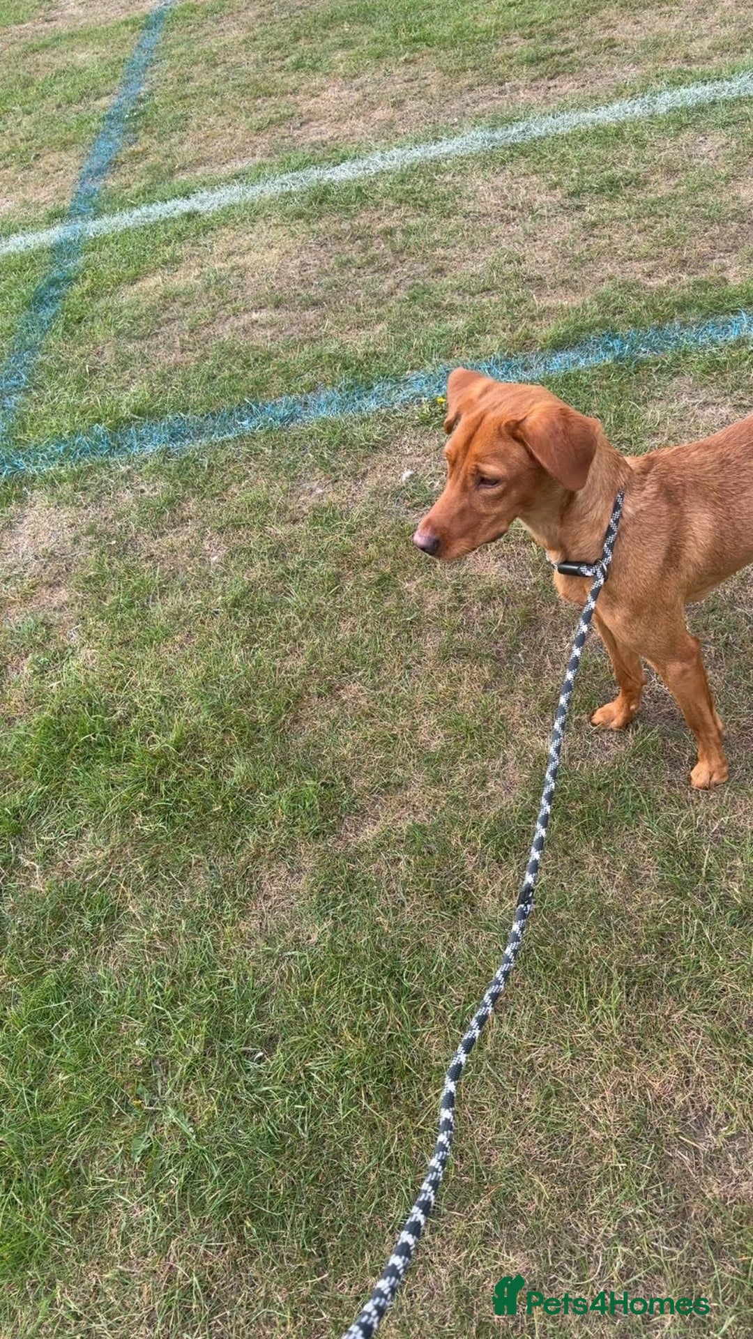 Labrador Retriever dogs for sale: Female fox red lab - Image 1