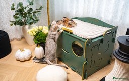 Abyssinian cats for sale: Silver Black Abyssinians-Champion TICA pedigree - Image 26