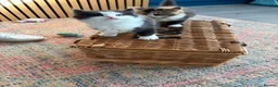 Persian cats for sale: Persian ragdoll X in Middlesbrough - Advert 13