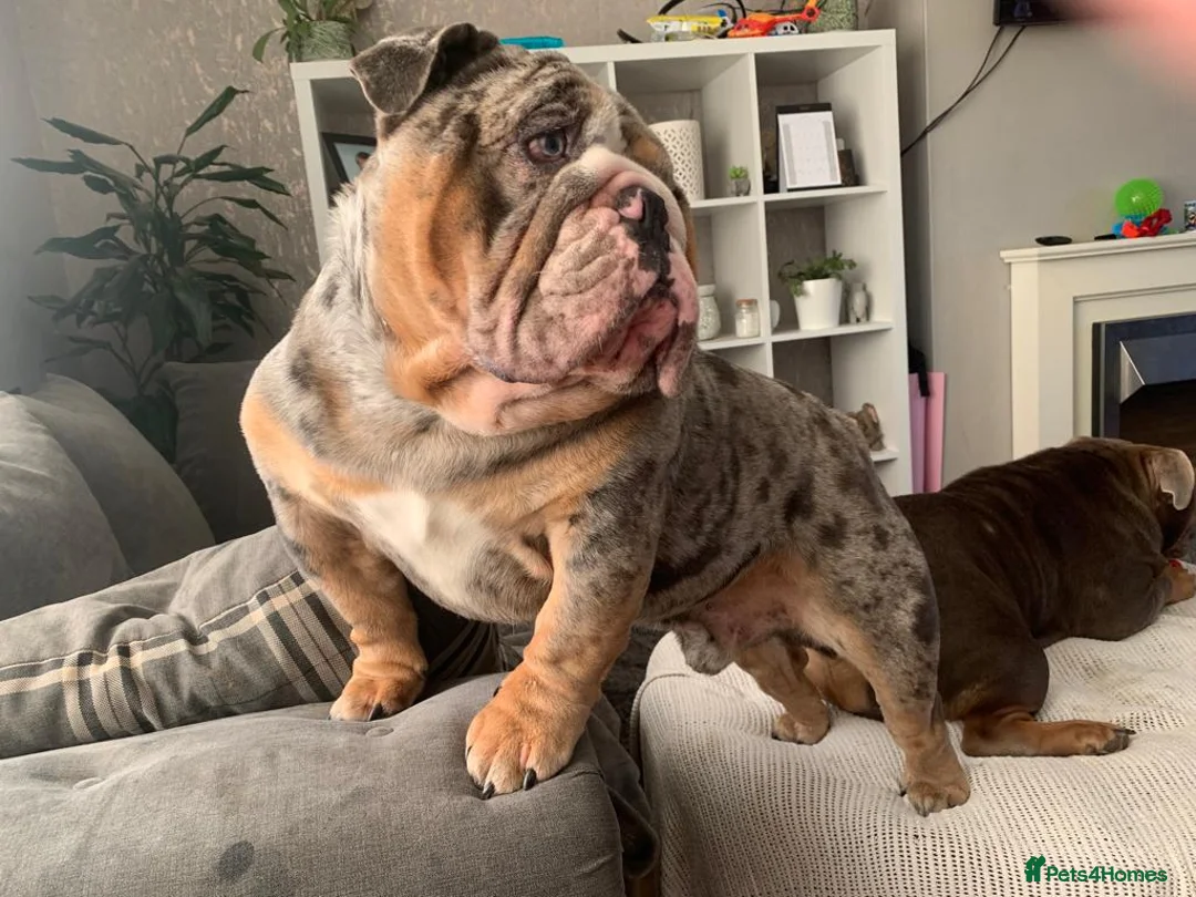 English Bulldog dogs for stud: Direct ICEMAN son for stud  in Wirral - Advert 3