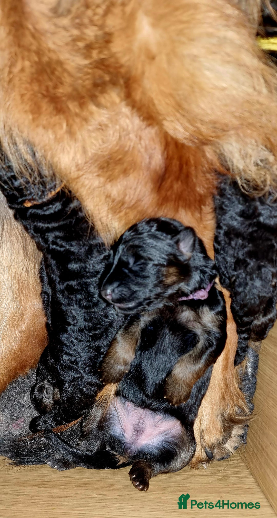 German Shepherd dogs for sale: German Shepherd puppies RKC registered  - Advert 2