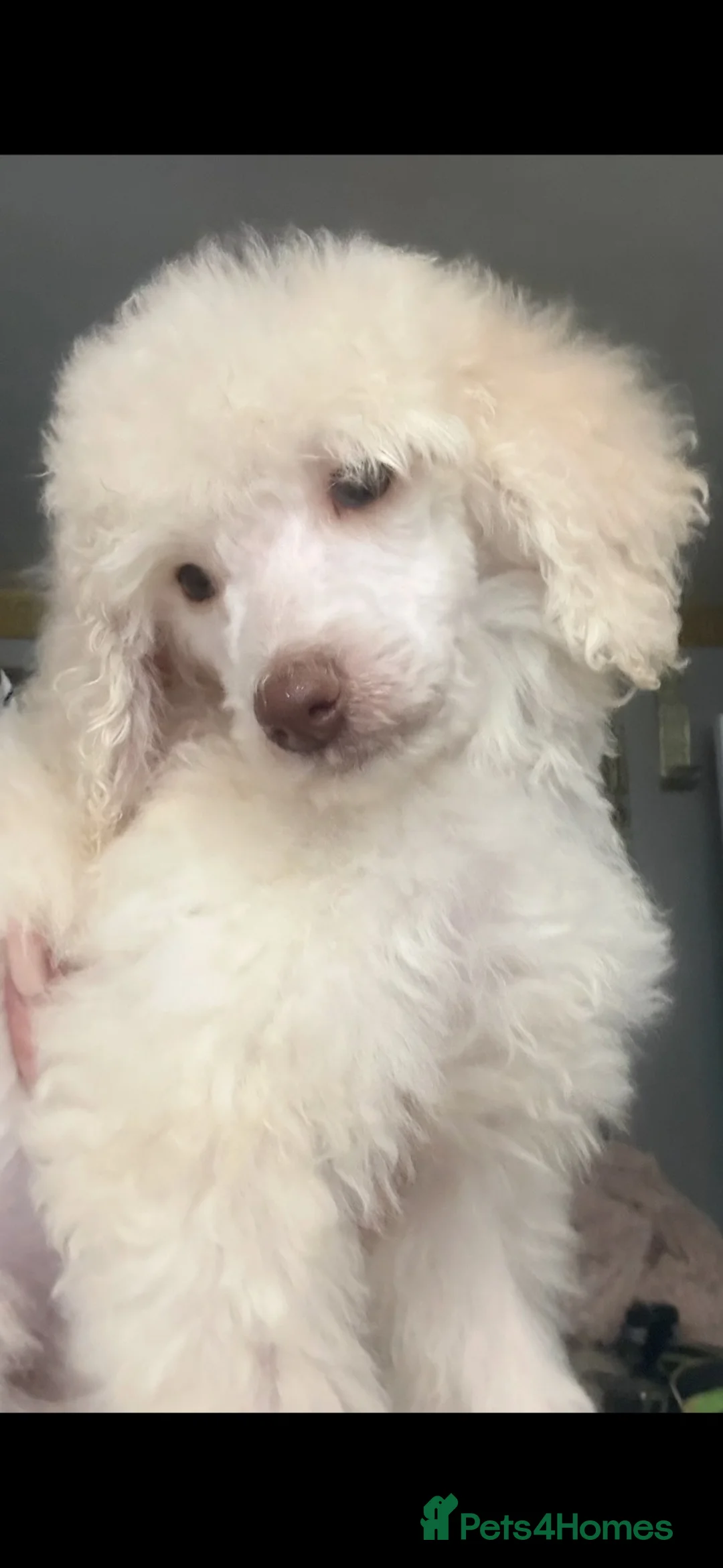 Poodle dogs for sale: Outstanding poodles different colours boys & girls in Liverpool - Advert 1