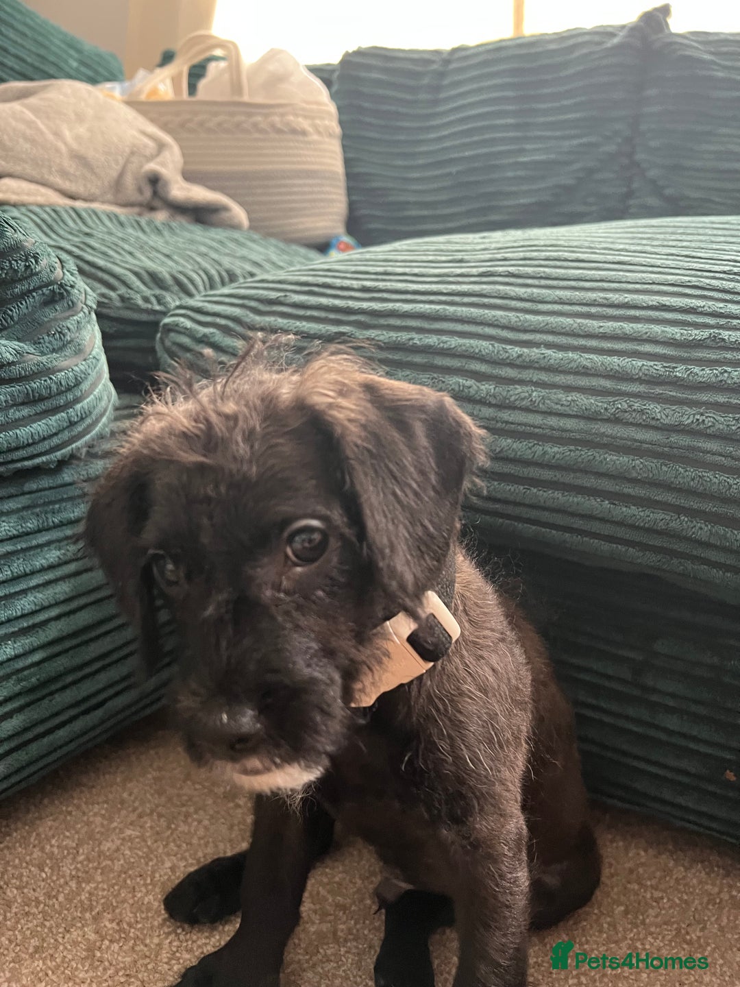 Mixed Breed dogs for sale: Jackapoo - Image 6
