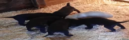 Labrador Retriever dogs for sale: FTCH Sired Labrador Puppies  - Advert 3