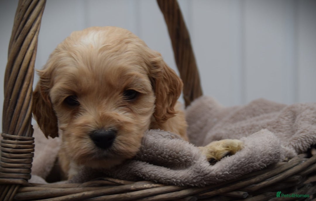 Cockapoo dogs for sale: American cockapoos (yankydoodles)  - Advert 3