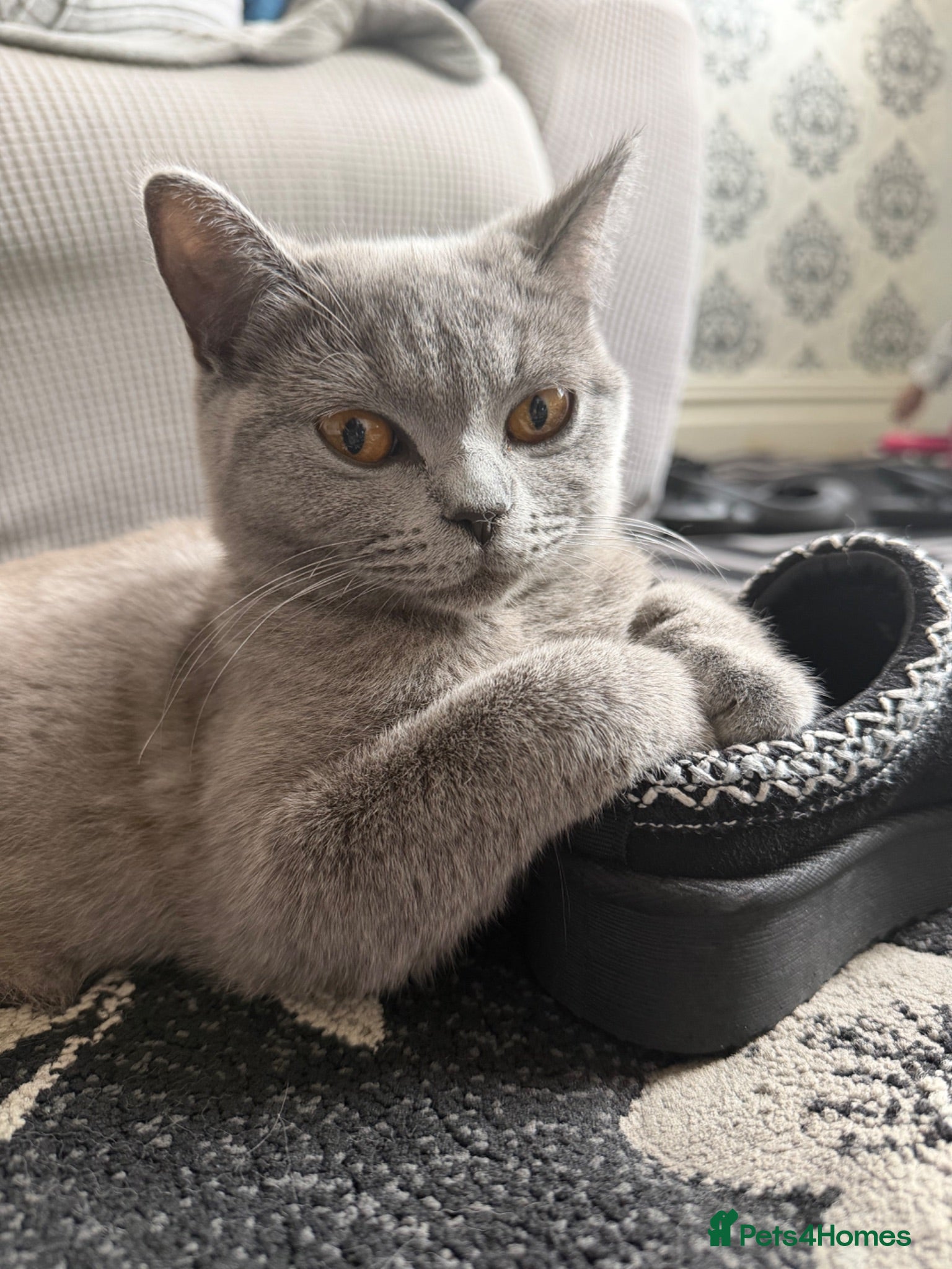 British Shorthair cats British Shorthair for sale  - Advert 2