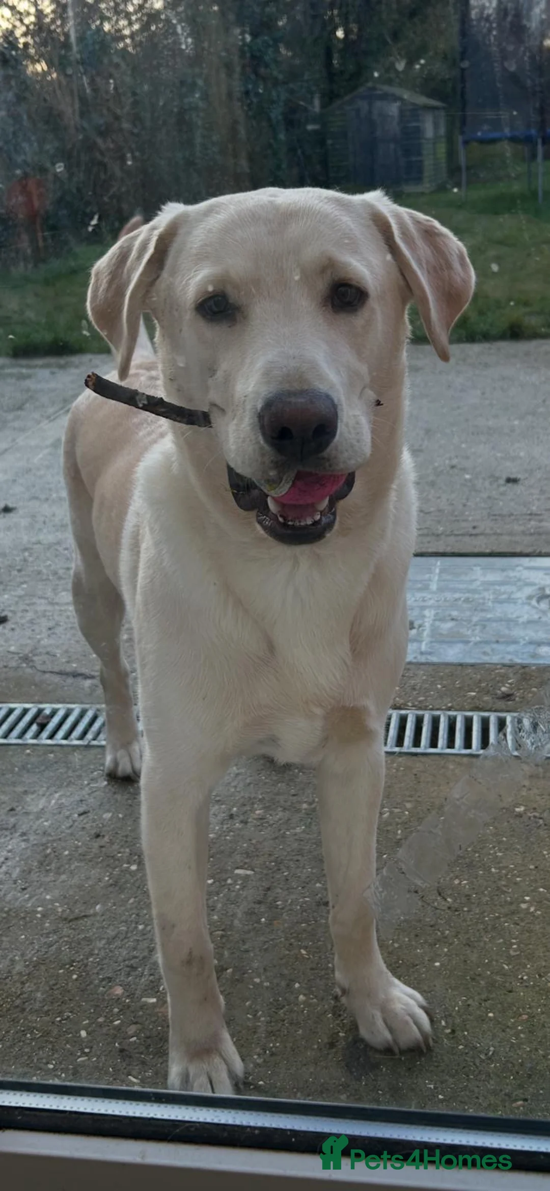 Labrador Retriever dogs for sale: Labrador urgently needs new home  - Advert 1