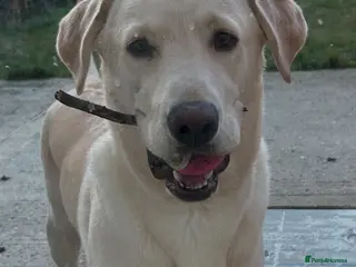 Labrador Retriever dogs Labrador urgently needs new home - Advert 1