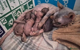 Sphynx cats for sale: 4 Female Sphynx Kittens - Advert 11