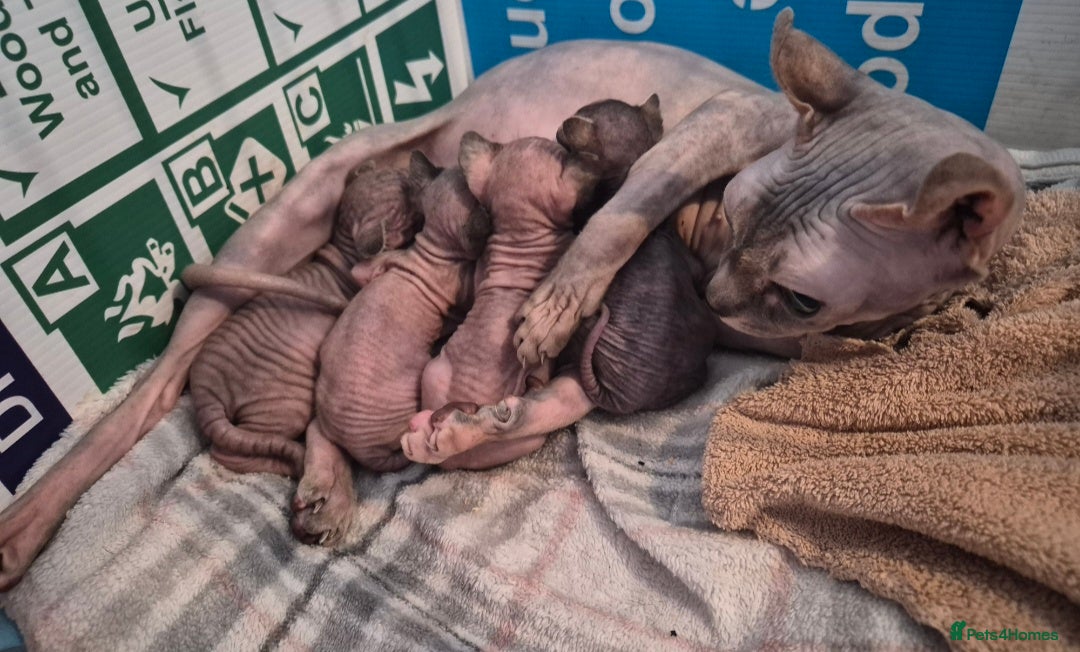 Sphynx cats for sale: 4 Female Sphynx Kittens - Advert 11