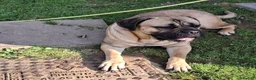 Cane Corso dogs for sale: Stunning cane corso pups - Advert 14