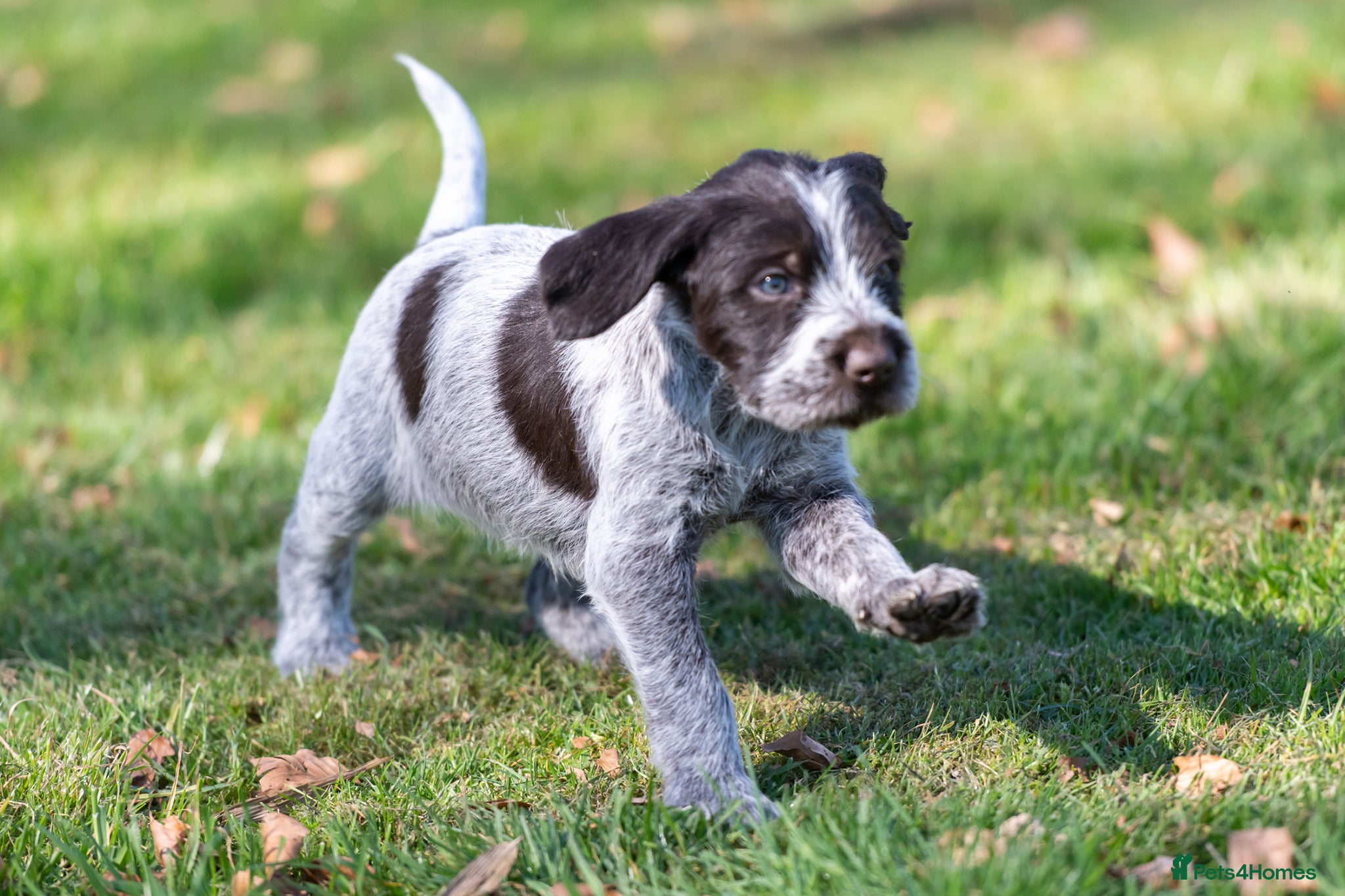 German Wirehaired Pointer dogs BEAUTIFUL CHUNKY KC REG GWP PUPS - Advert 1