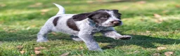 German Wirehaired Pointer dogs for sale: HEALTH CHECKED + 1ST VACC GIVEN. KC REG GWP PUPS - Advert 4