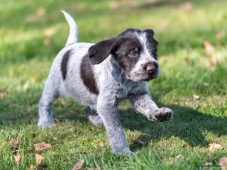 German Wirehaired Pointer dogs BEAUTIFUL CHUNKY KC REG GWP PUPS - Advert 16