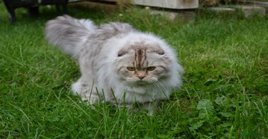 Scottish Fold cats in Grimsby - Advert 5