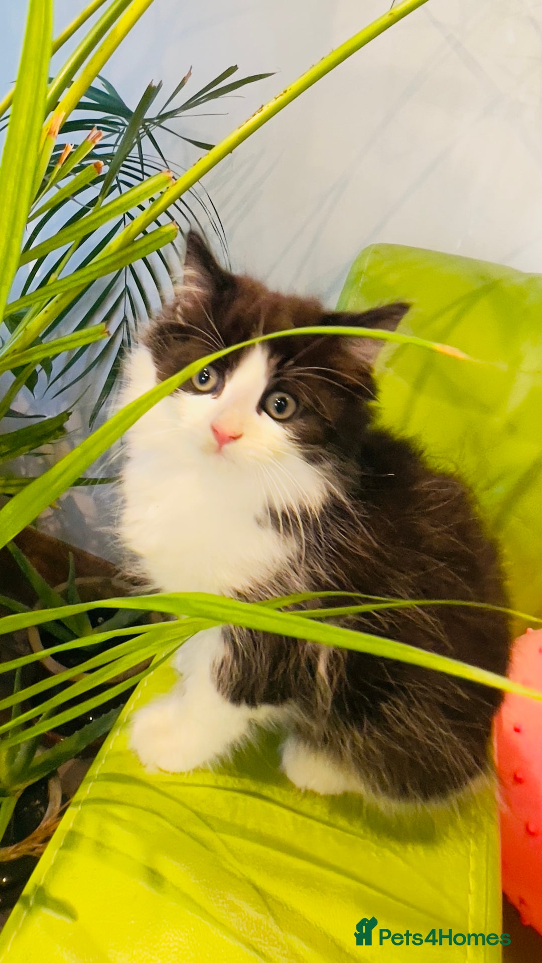 Mixed Breed cats for sale: Wonderful ,healthy clever village Kittens for sale - Advert 7