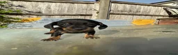 Dachshund dogs for sale: Stunning mini dachshunds  - Advert 14