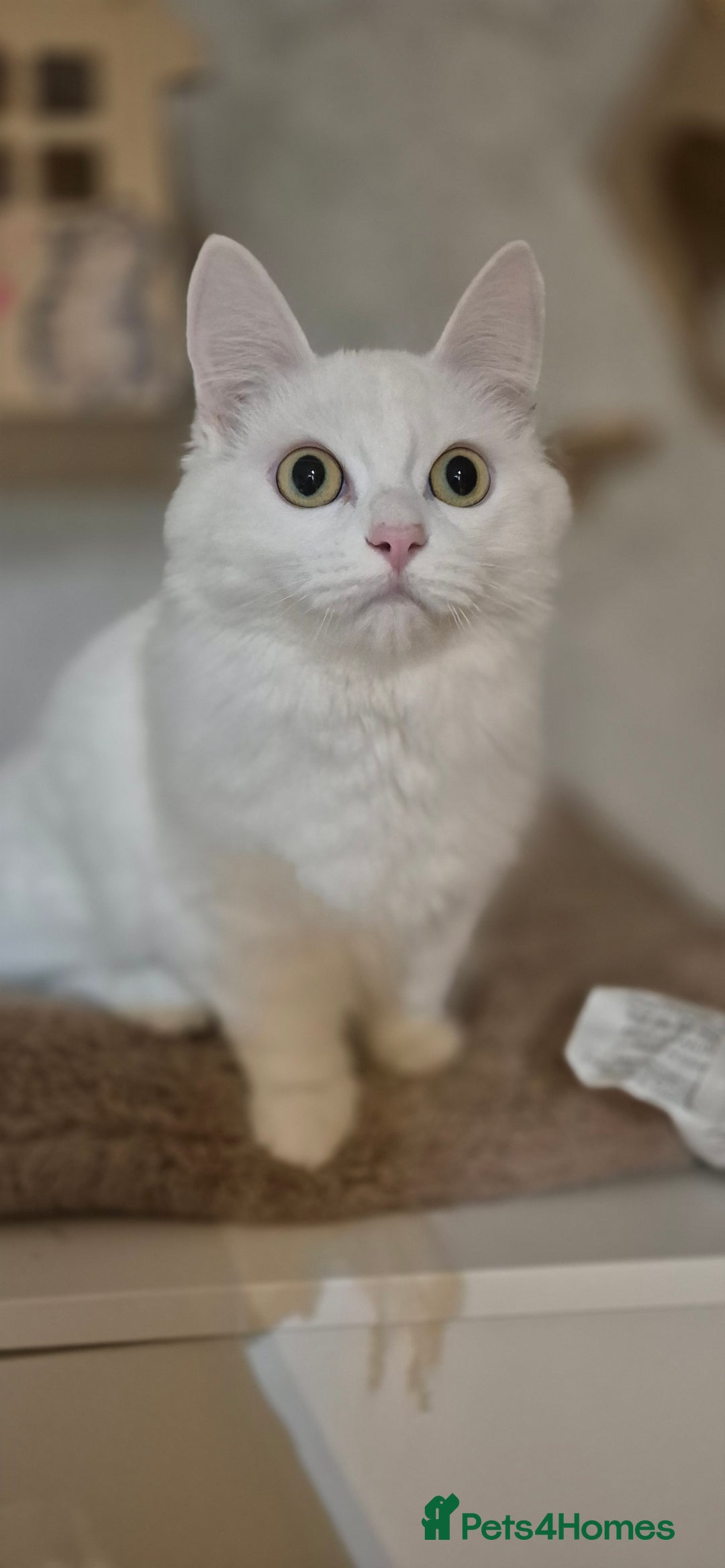 Munchkin cats for sale: Pedigree Munchkin kittens  - Image 23