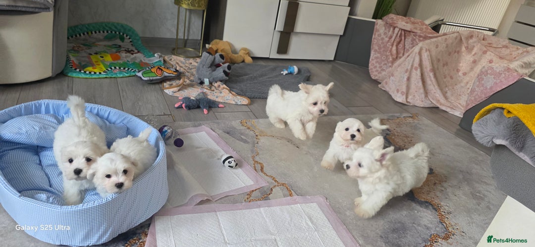 Maltese dogs for sale: Lovely Maltese Puppies - Image 15