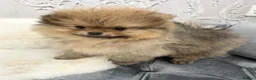 Pomeranian dogs for sale: OUTSTANDING KC BOYS AVALIBLE  in Brighton - Advert 1