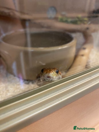 Corn Snake reptiles - Advert 1